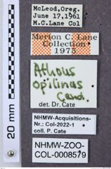Etiketten zu Athous opilinus (NHMW-ZOO-COL-0008579)